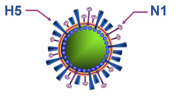 H5N1 VIRUS