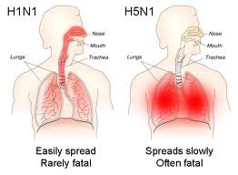 H5N1VIRUS 1