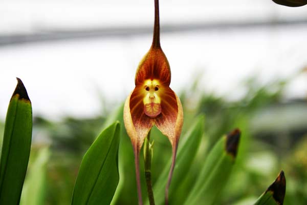 Orchid Monkey 1