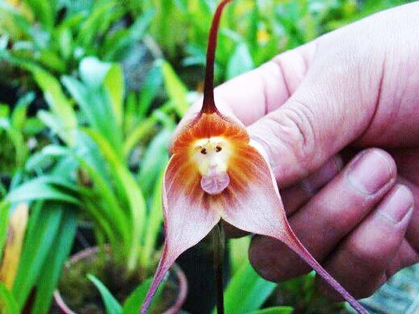 Orchid Monkey 3