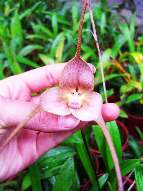 Orchid Monkey 7