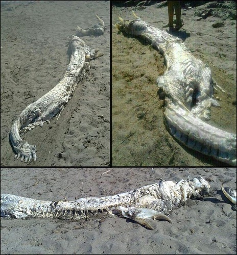 SEA MONSTER SPAIN 2