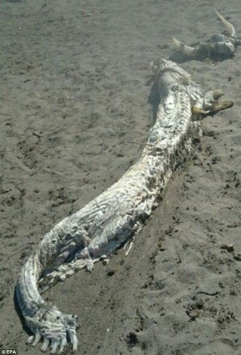 SEA MONSTER SPAIN