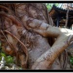 treeman-9