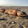 SEA MONSTER 5