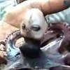 Octopus3