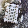 microchip in stone 2